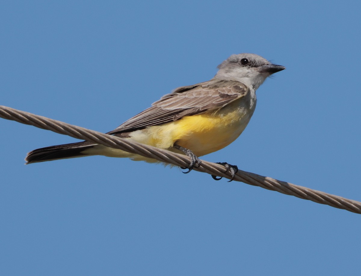 Tropical Kingbird - ML624649143
