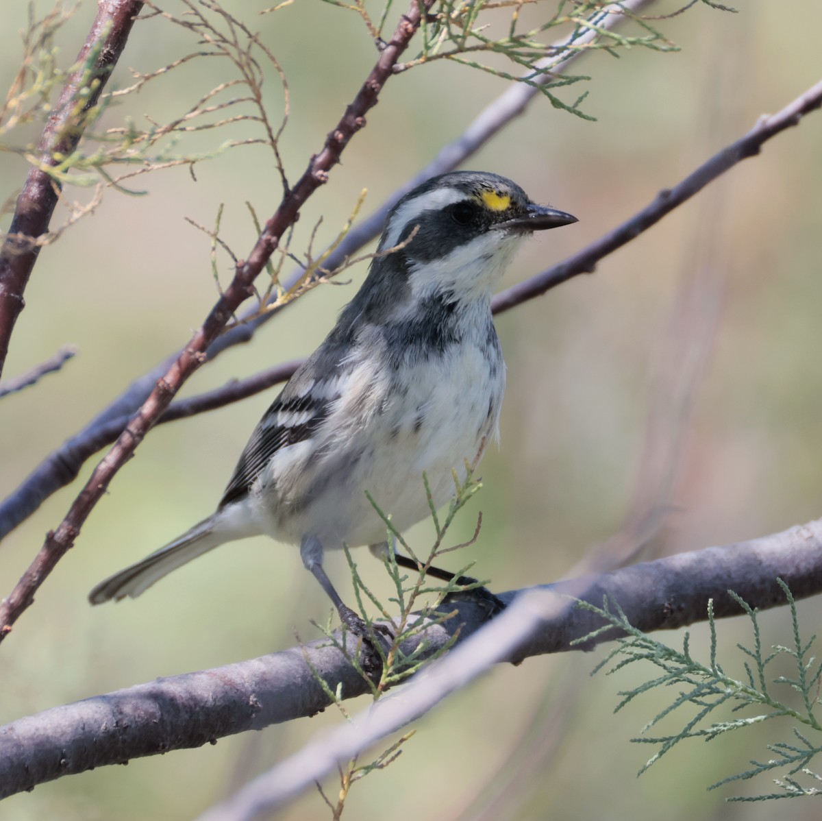 Black-throated Gray Warbler - ML624649148