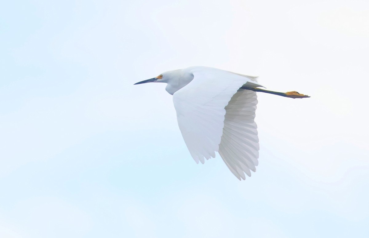 Snowy Egret - ML624649166