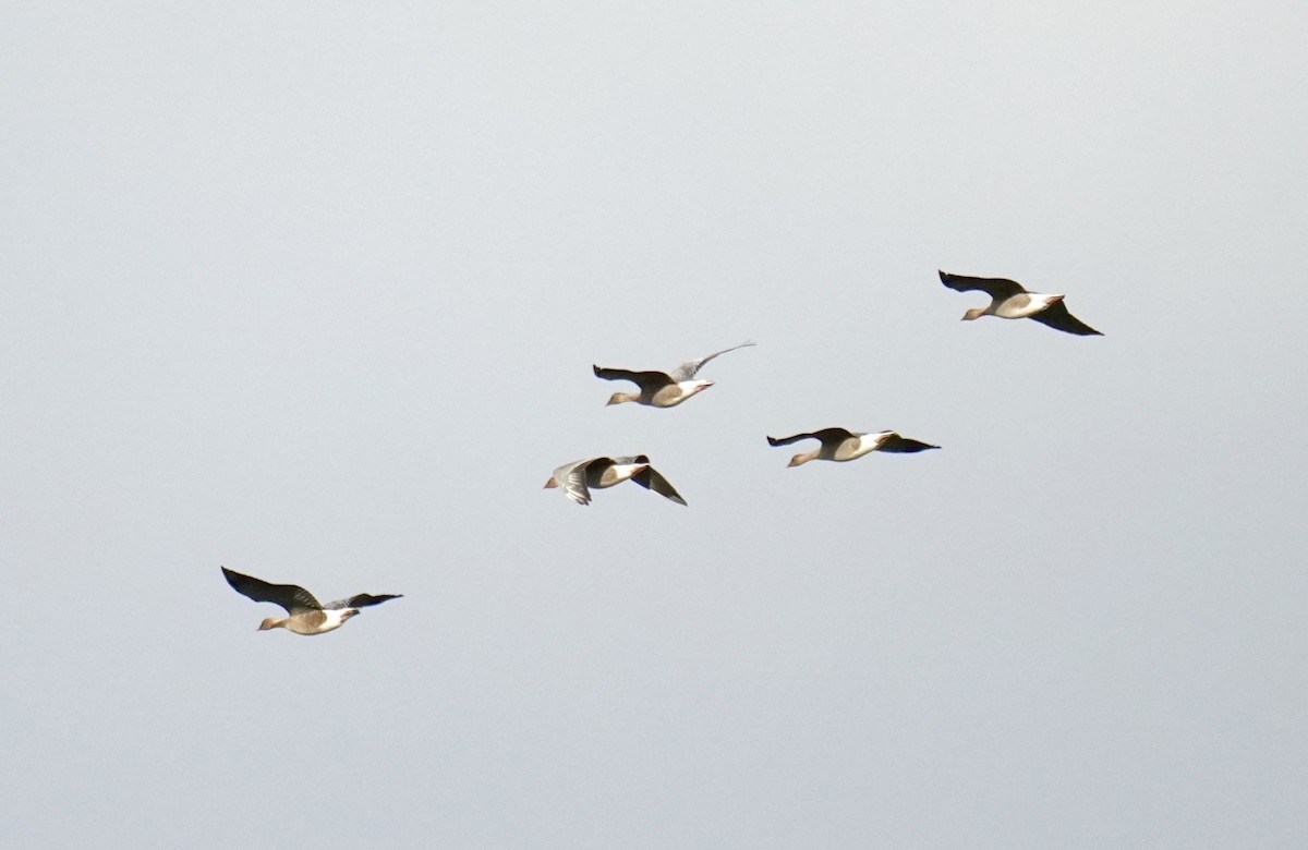 Pink-footed Goose - ML624649251