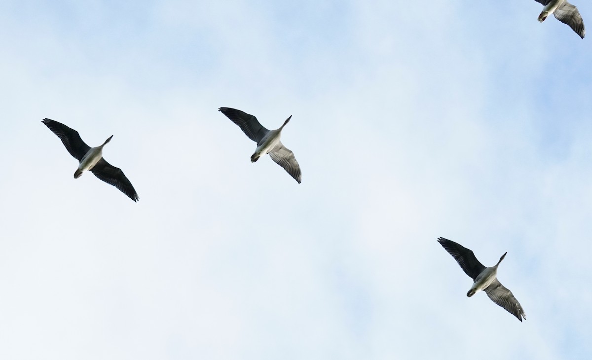 Pink-footed Goose - ML624649255