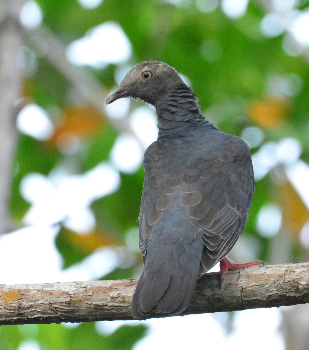 White-crowned Pigeon - ML624649271