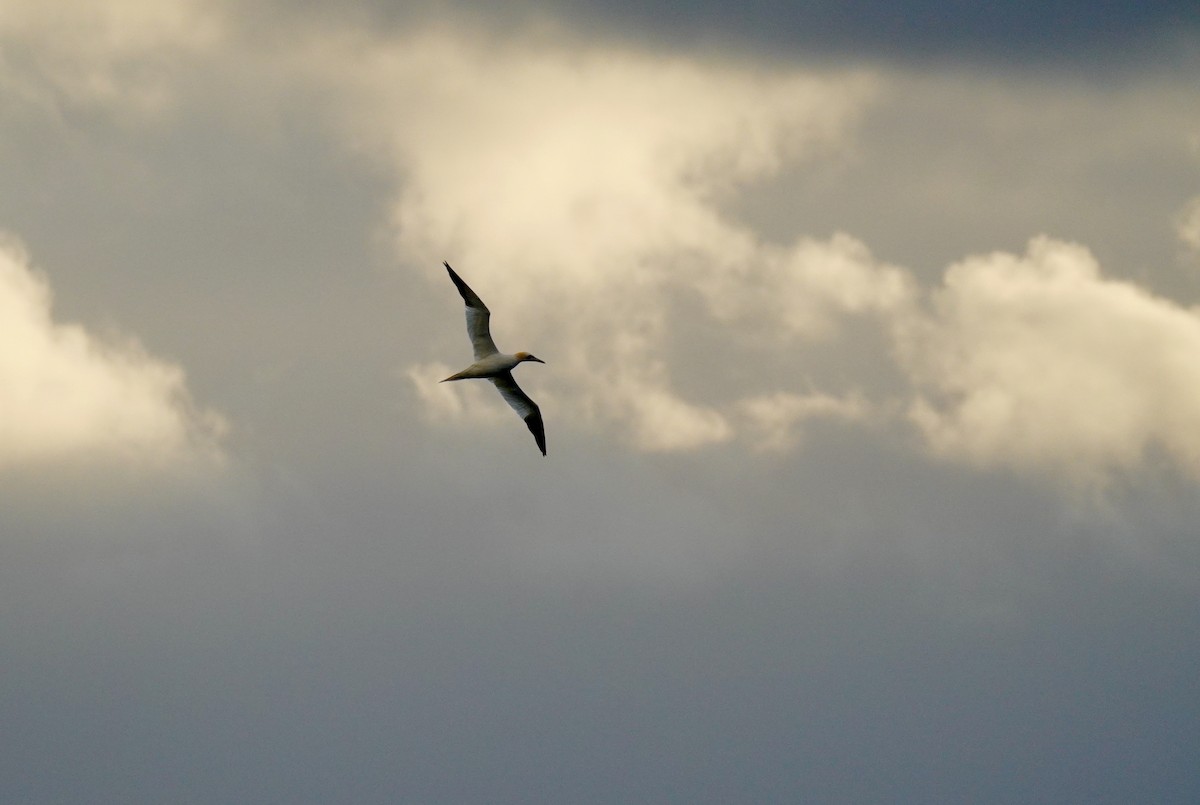 Northern Gannet - ML624649314