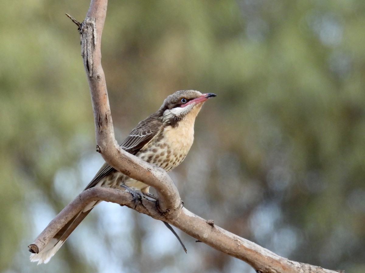 Spiny-cheeked Honeyeater - ML624649533