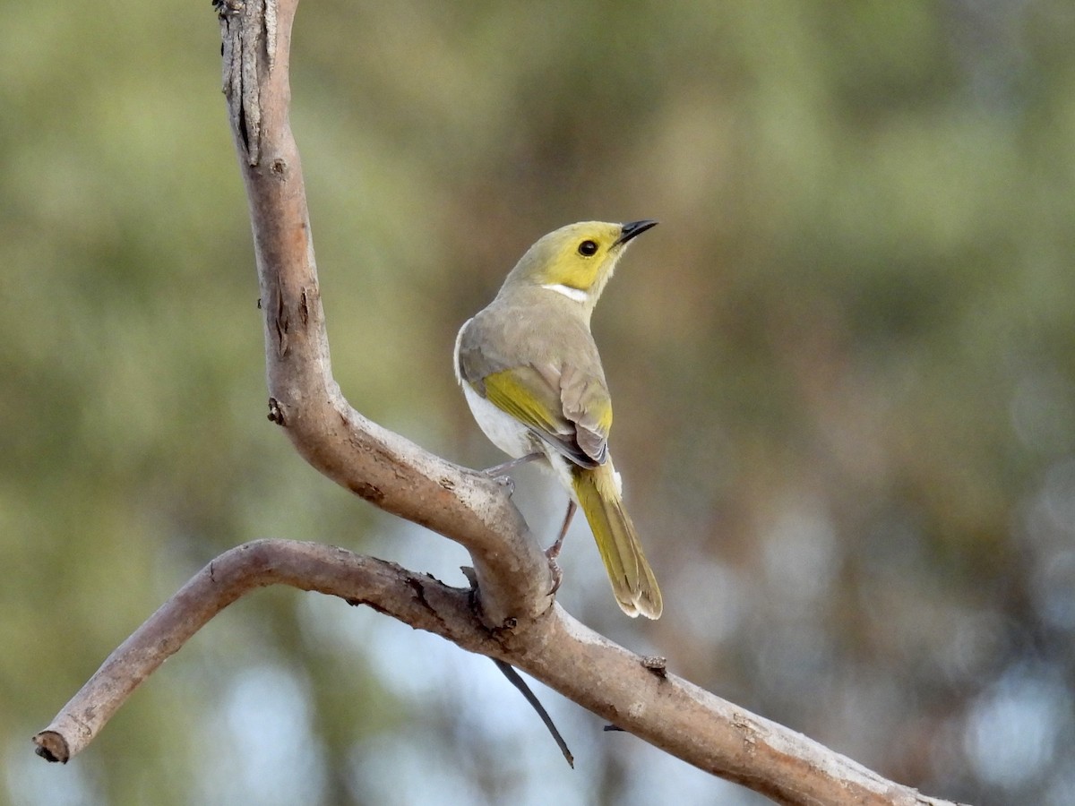 White-plumed Honeyeater - ML624649572