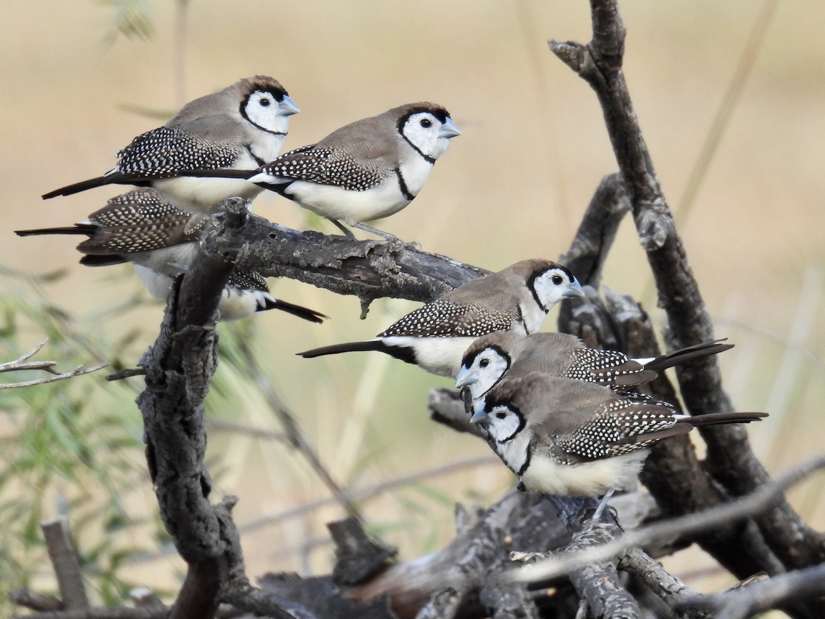 Double-barred Finch - ML624649643