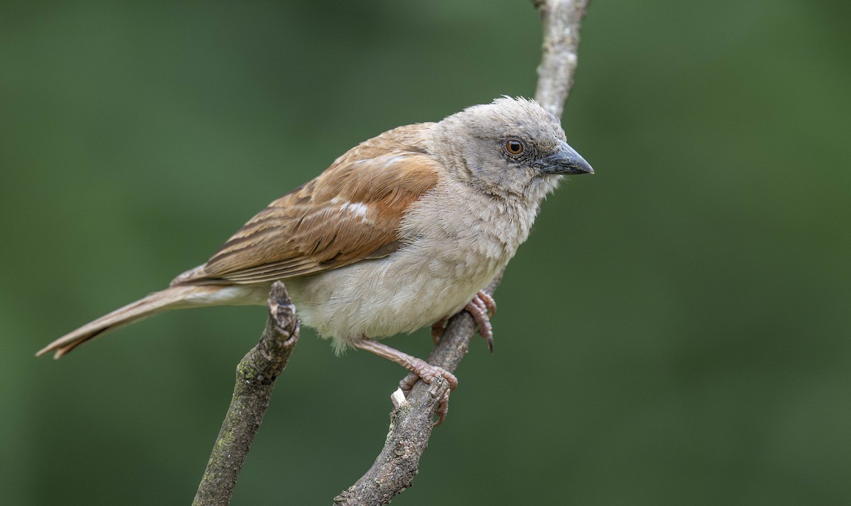 Northern Gray-headed Sparrow - ML624649652