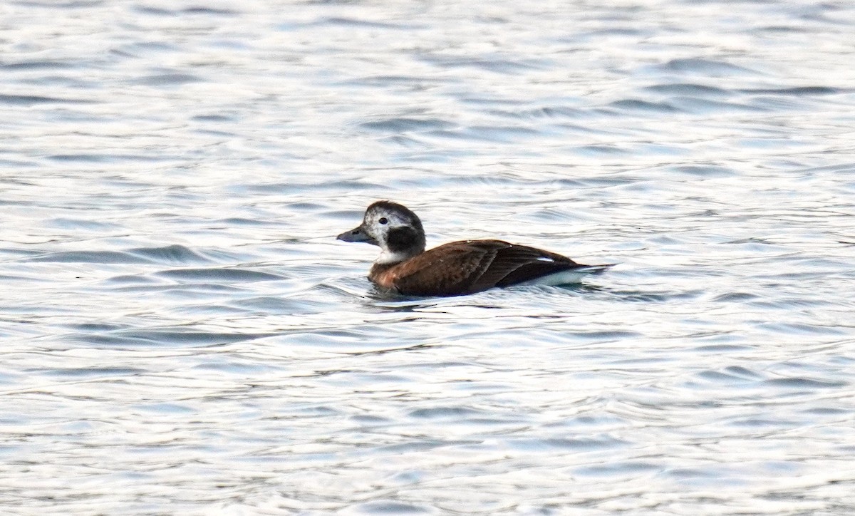 Long-tailed Duck - Nathanael Poffley