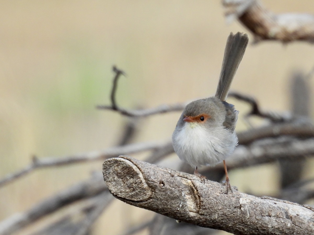 Superb Fairywren - ML624649678