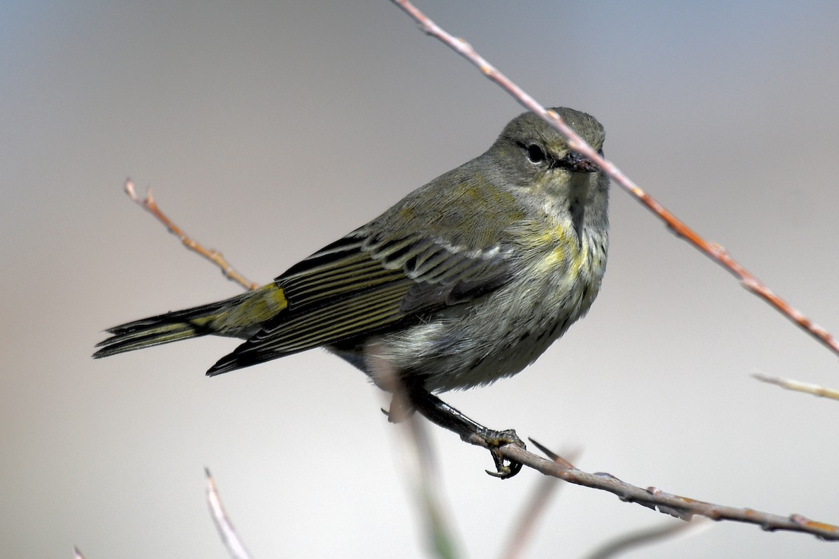 Cape May Warbler - ML624649717