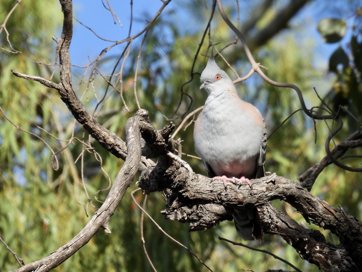 Crested Pigeon - ML624649733