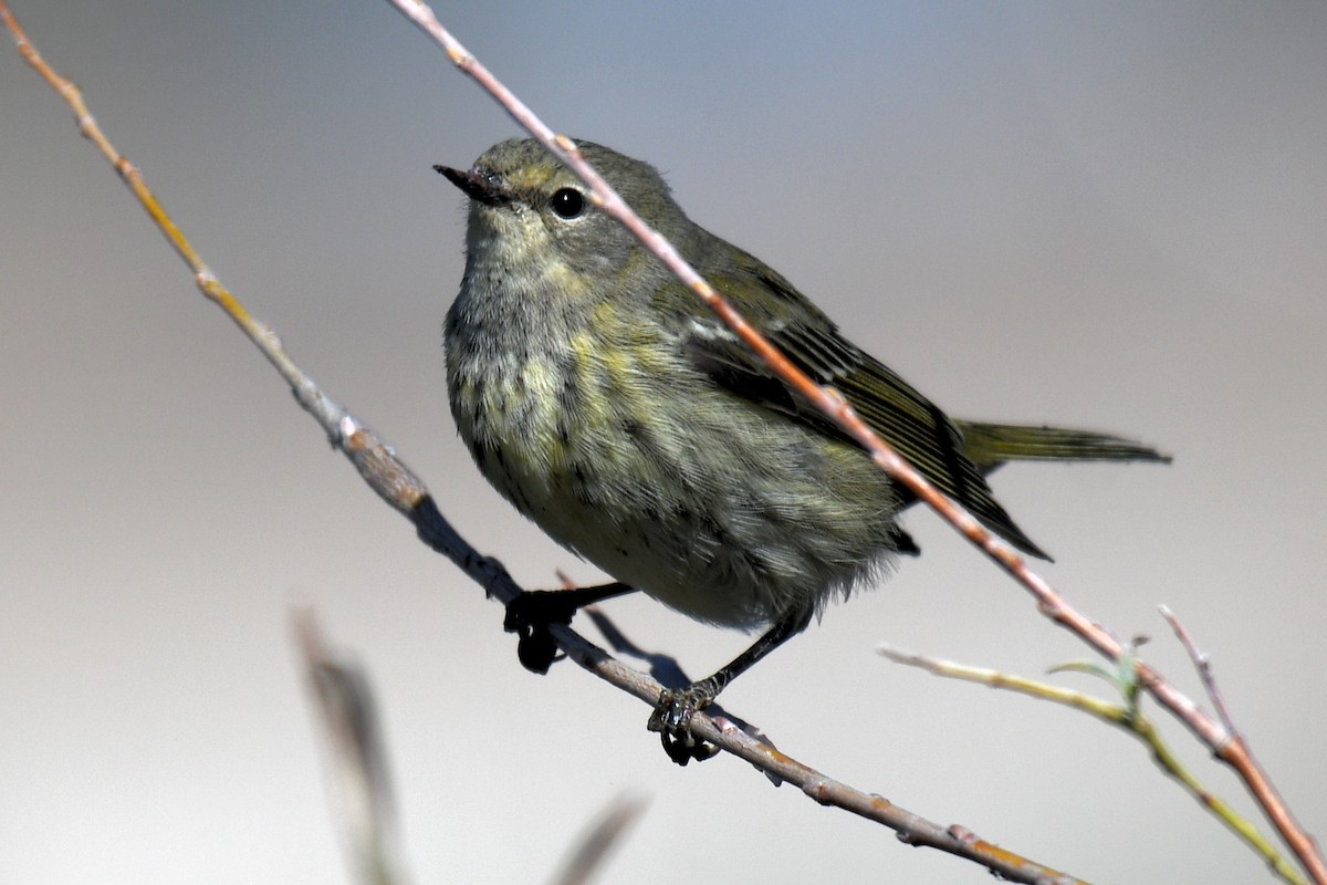 Cape May Warbler - ML624649742