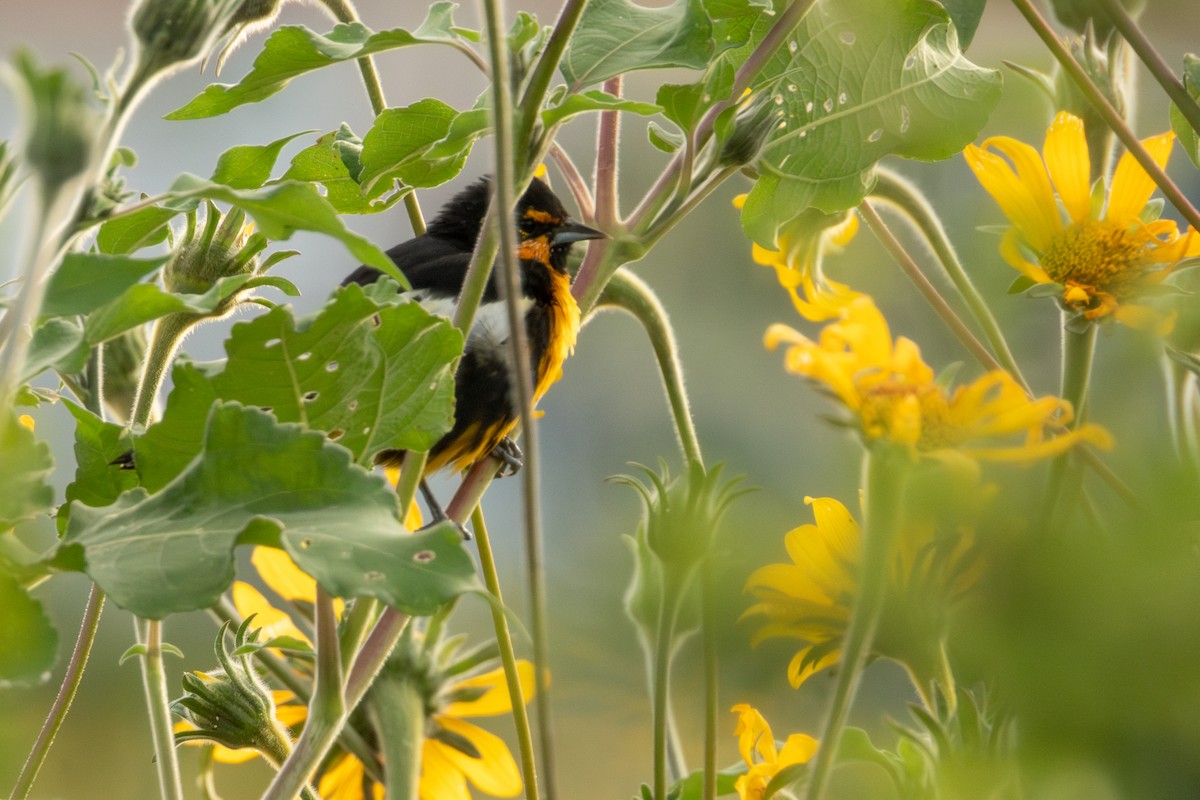 Black-backed Oriole - ML624649758