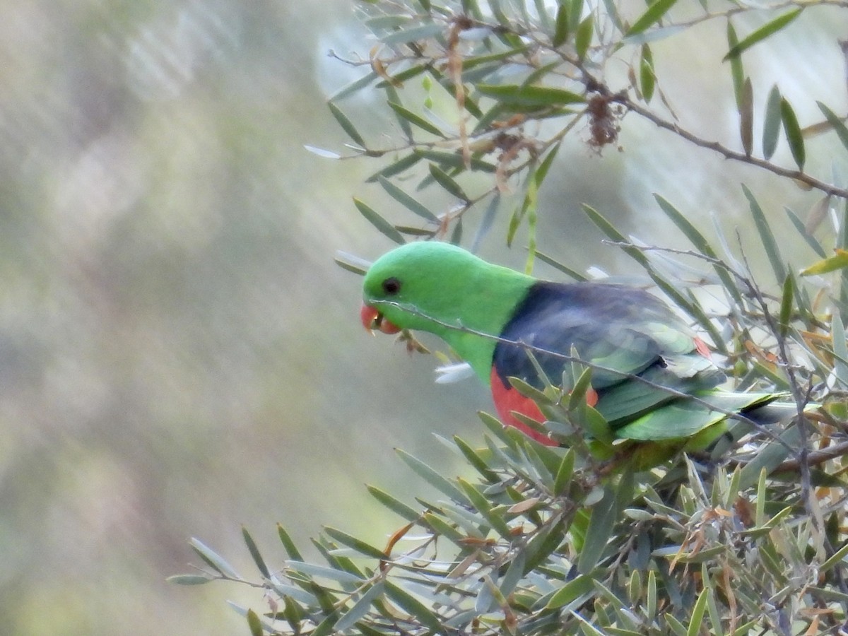 Red-winged Parrot - ML624649770