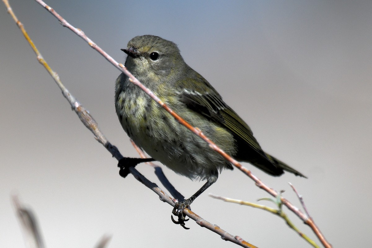 Cape May Warbler - ML624649774