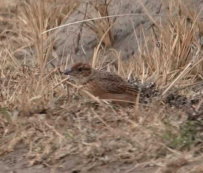 Eastern Clapper Lark - ML624649775