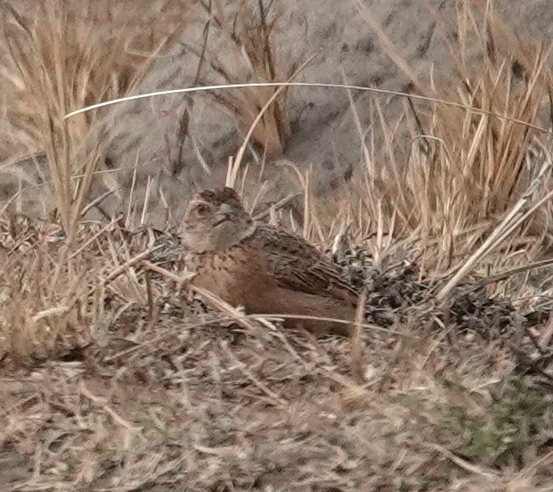 Eastern Clapper Lark - ML624649776