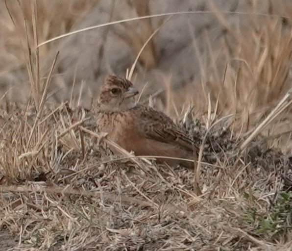 Eastern Clapper Lark - ML624649777