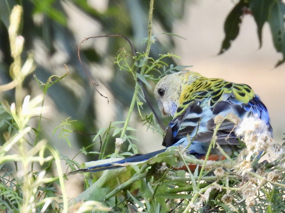 Pale-headed Rosella - ML624649816