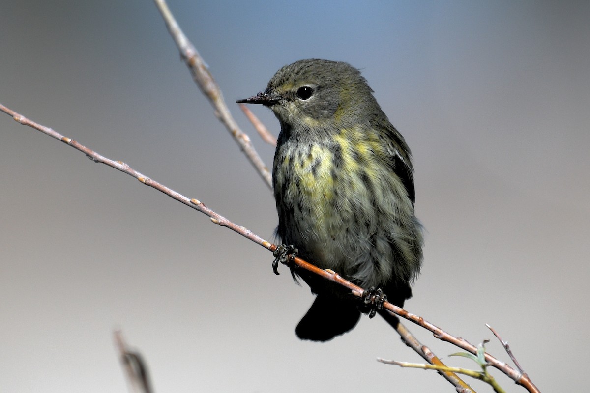 Cape May Warbler - ML624649827