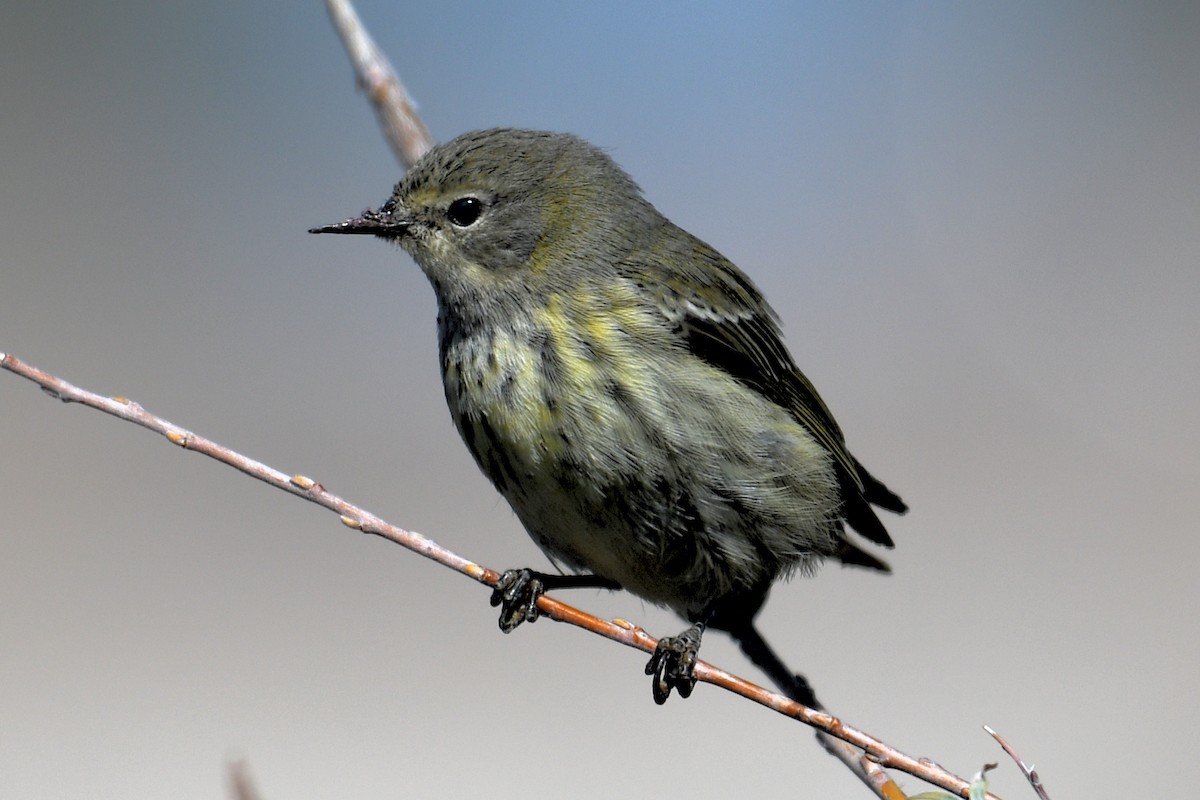 Cape May Warbler - ML624649849