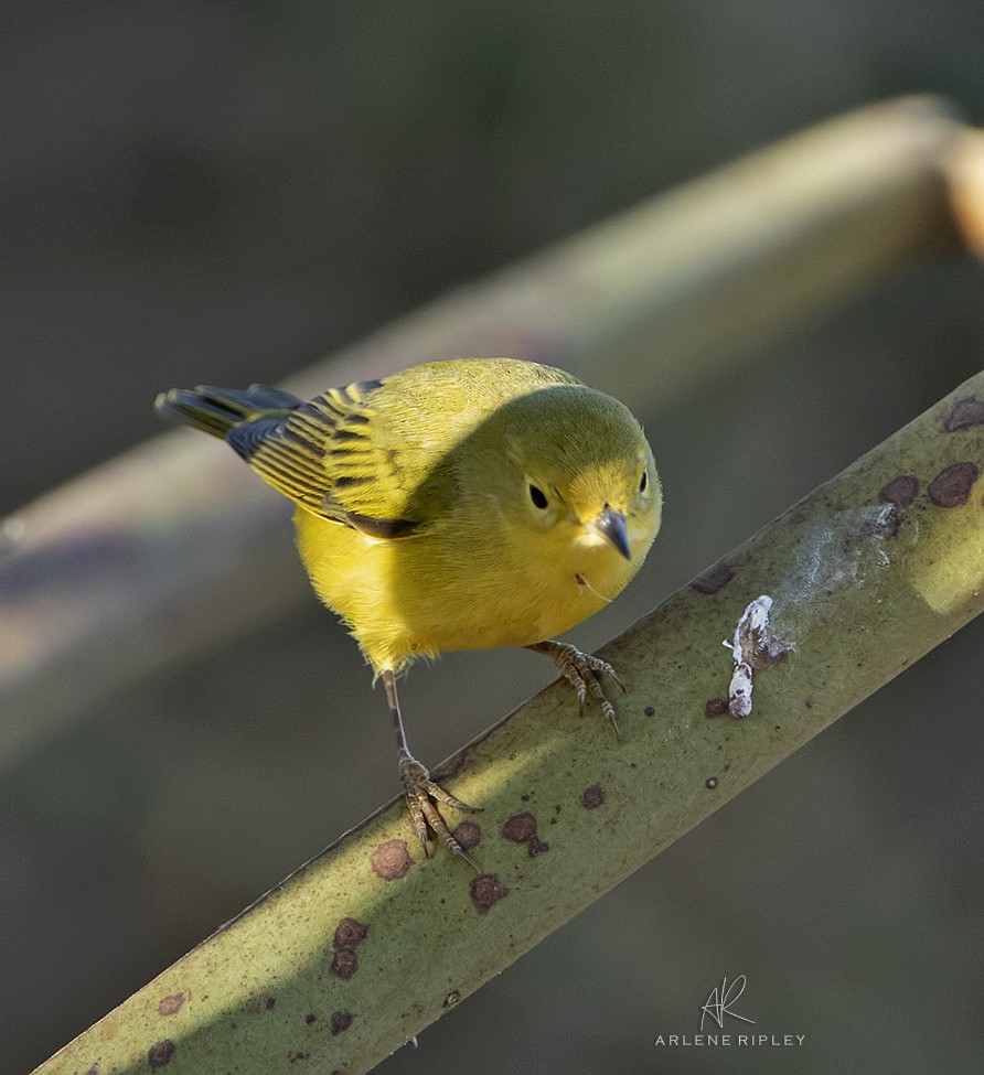 Yellow Warbler - ML624649861