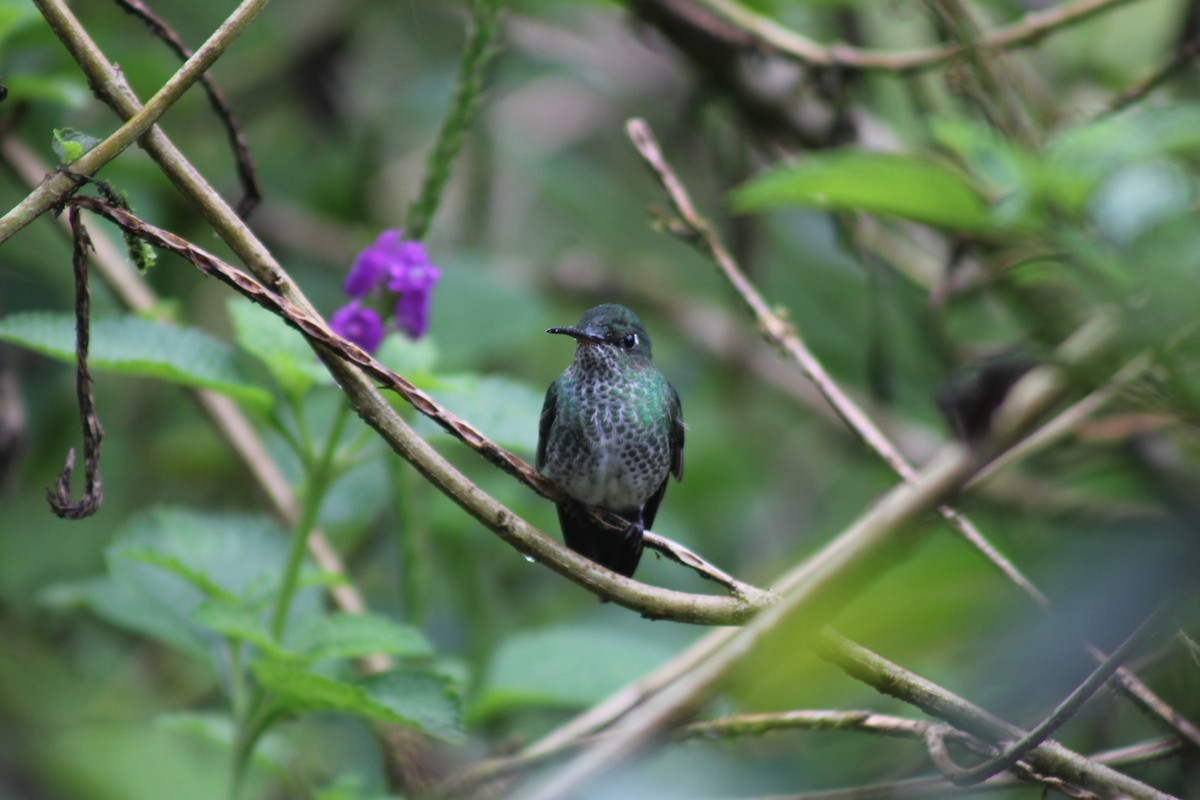 Many-spotted Hummingbird - ML624649866