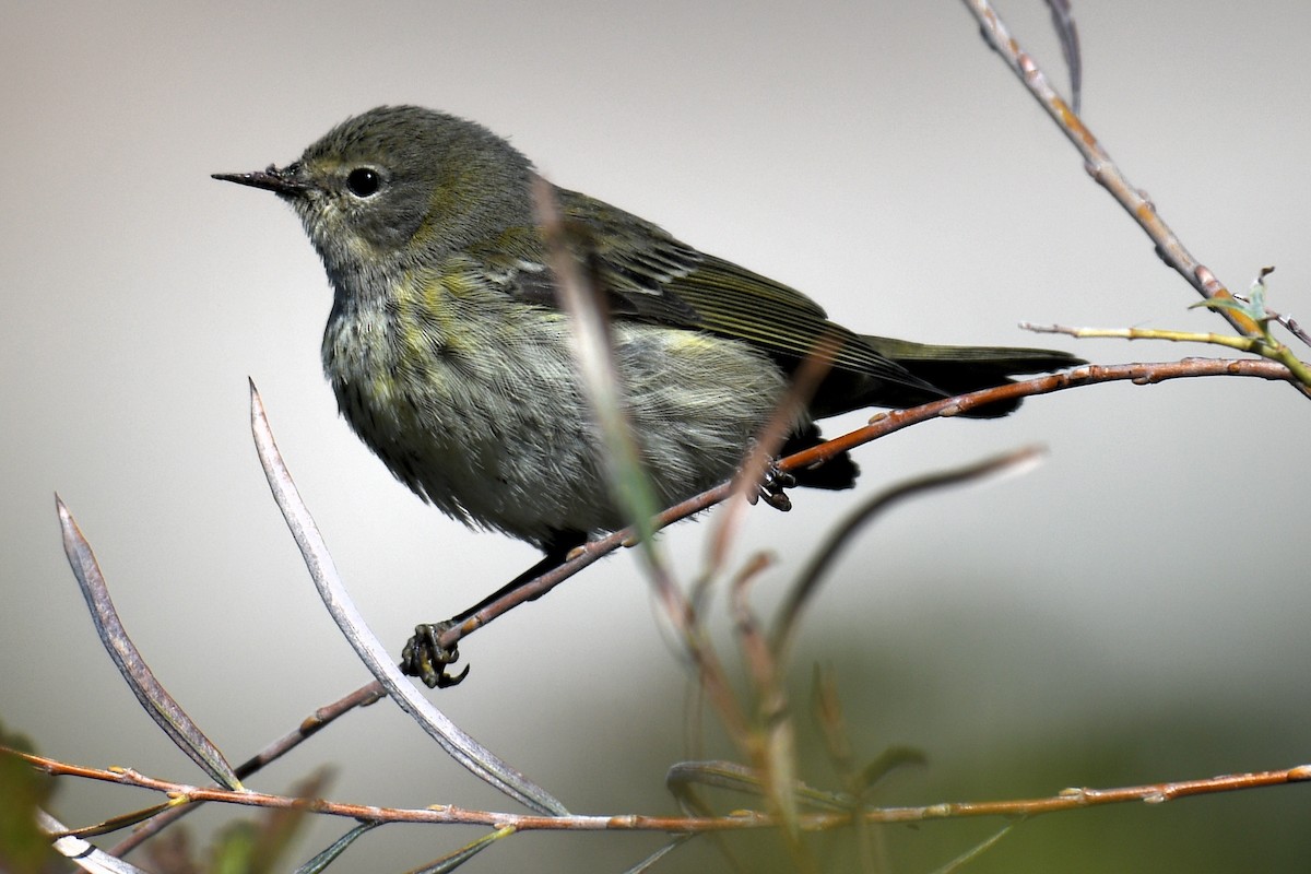 Cape May Warbler - ML624649872