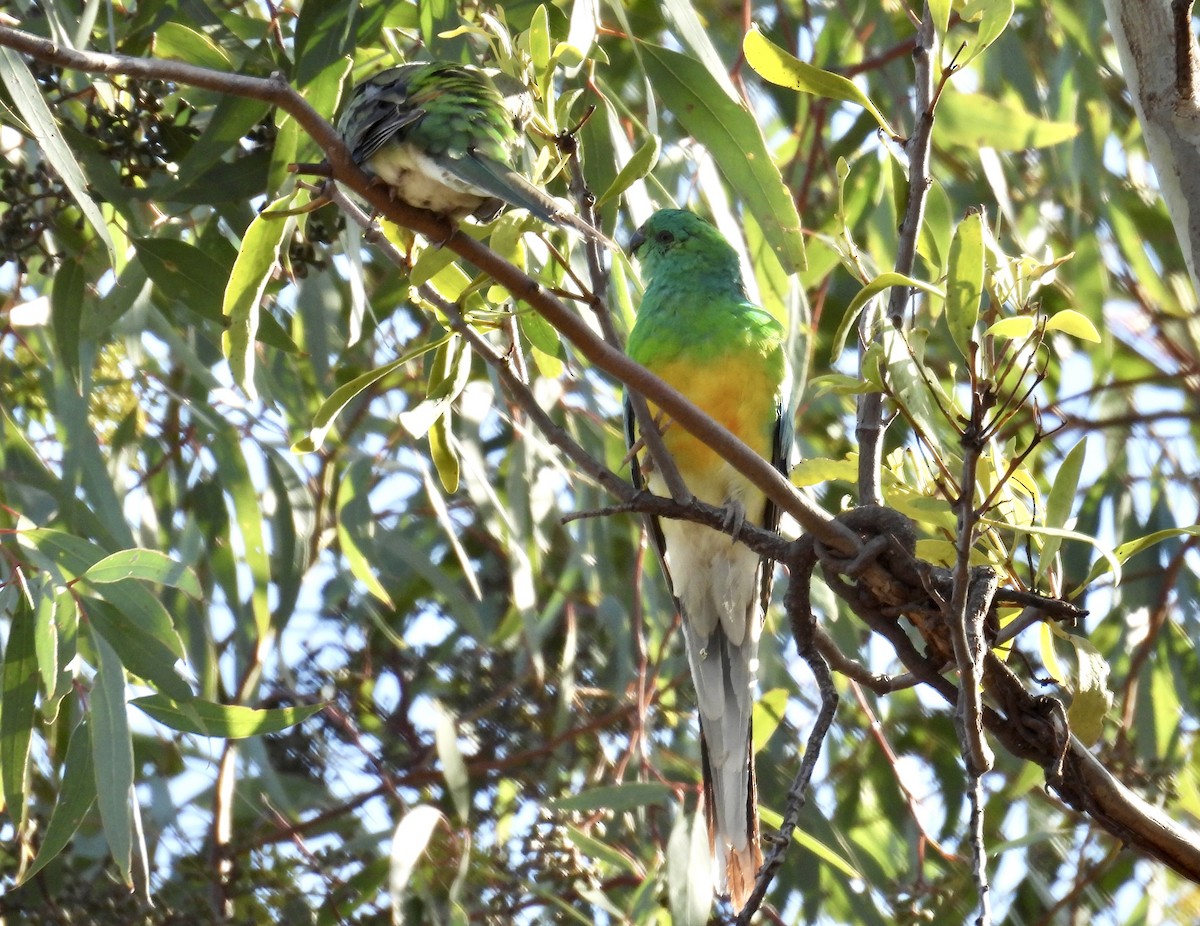 Red-rumped Parrot - ML624649879