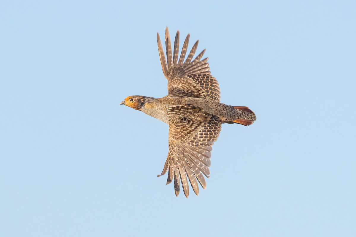 ML624649899 - Gray Partridge - Macaulay Library