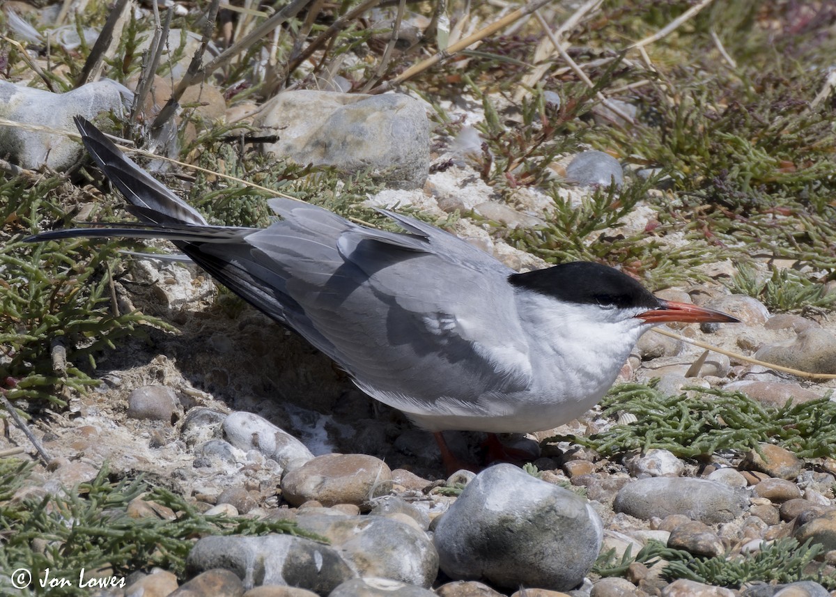 Common Tern (hirundo/tibetana) - ML624649997