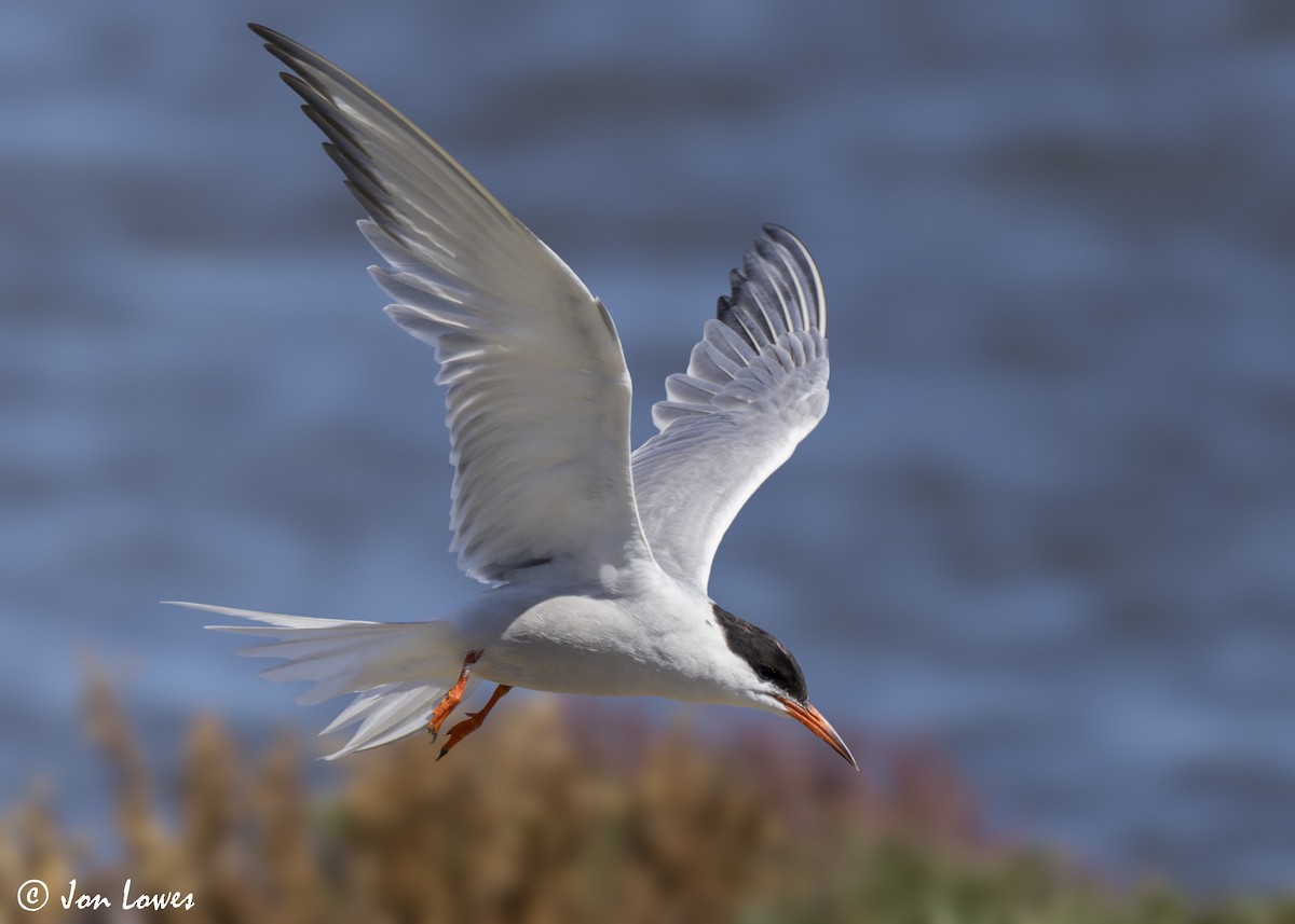 Common Tern (hirundo/tibetana) - ML624650001