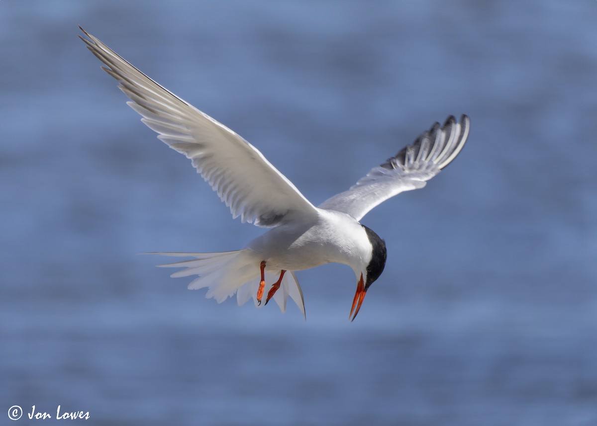 Common Tern (hirundo/tibetana) - ML624650003