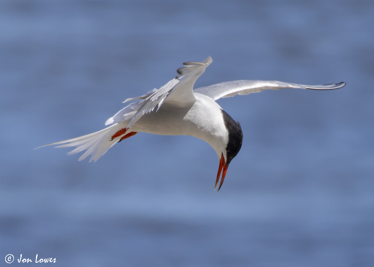 Common Tern (hirundo/tibetana) - ML624650004