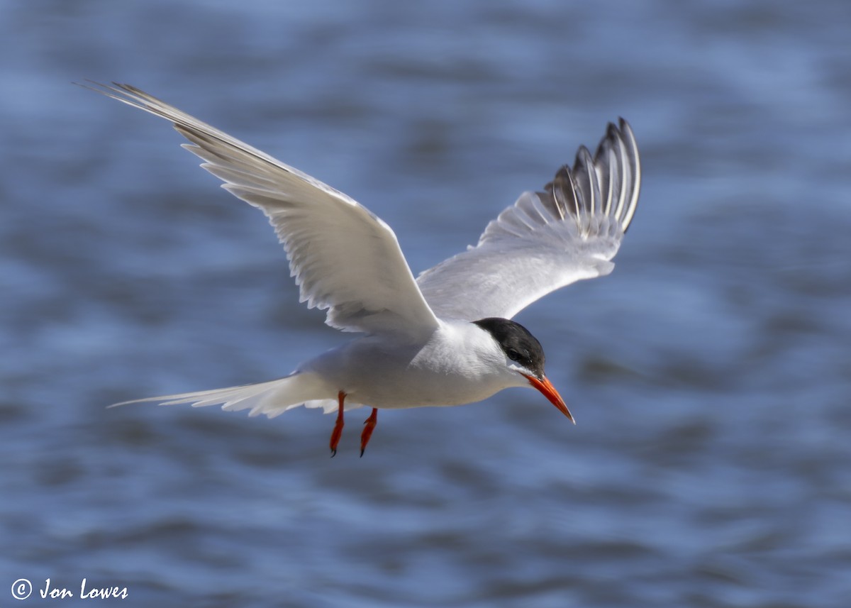 Common Tern (hirundo/tibetana) - ML624650010