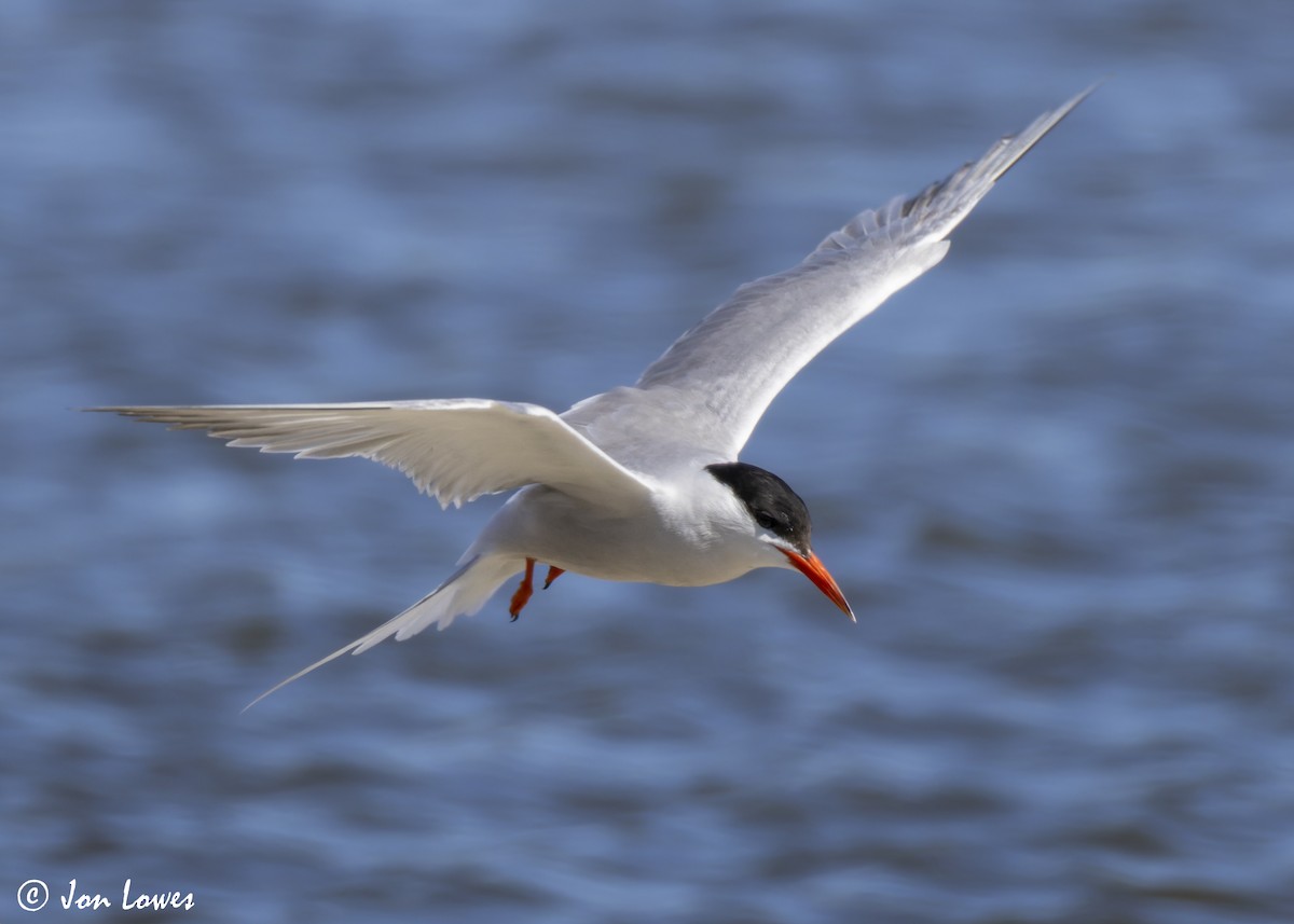 Common Tern (hirundo/tibetana) - ML624650012