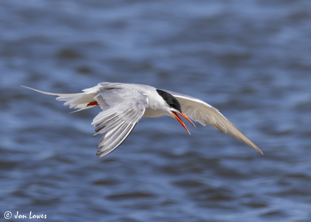 Common Tern (hirundo/tibetana) - ML624650013