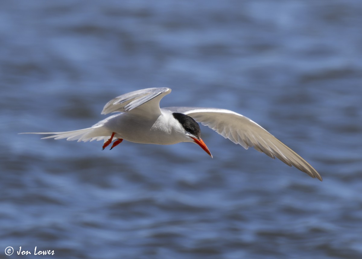 Common Tern (hirundo/tibetana) - ML624650014