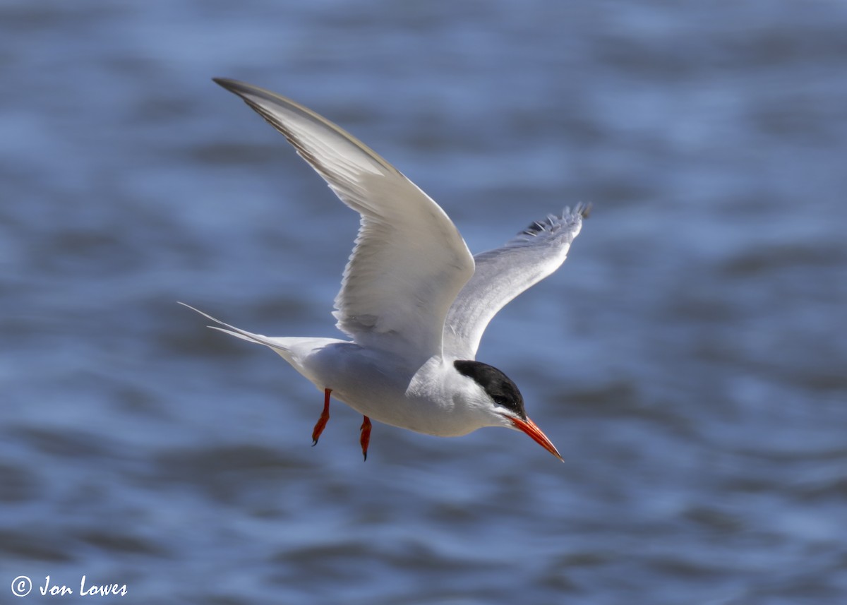 Common Tern (hirundo/tibetana) - ML624650015