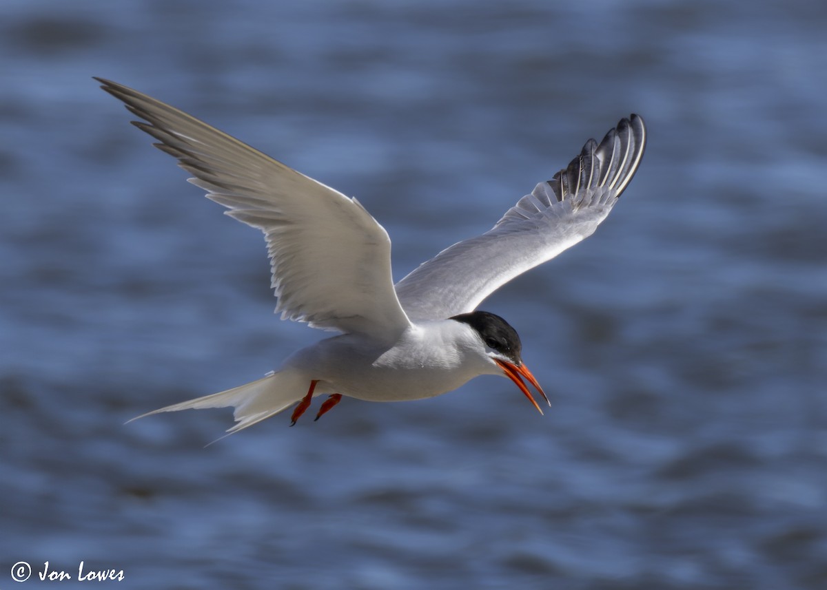 Common Tern (hirundo/tibetana) - ML624650016