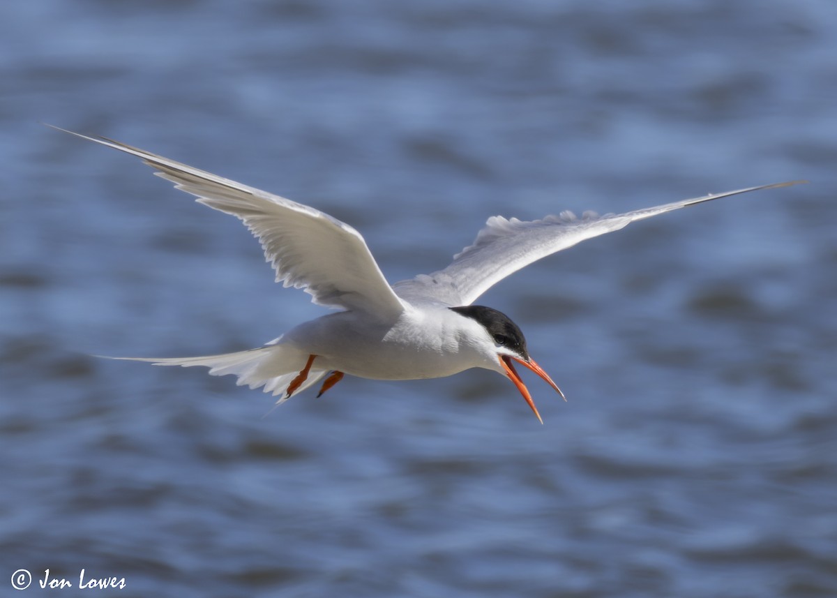 Common Tern (hirundo/tibetana) - ML624650017