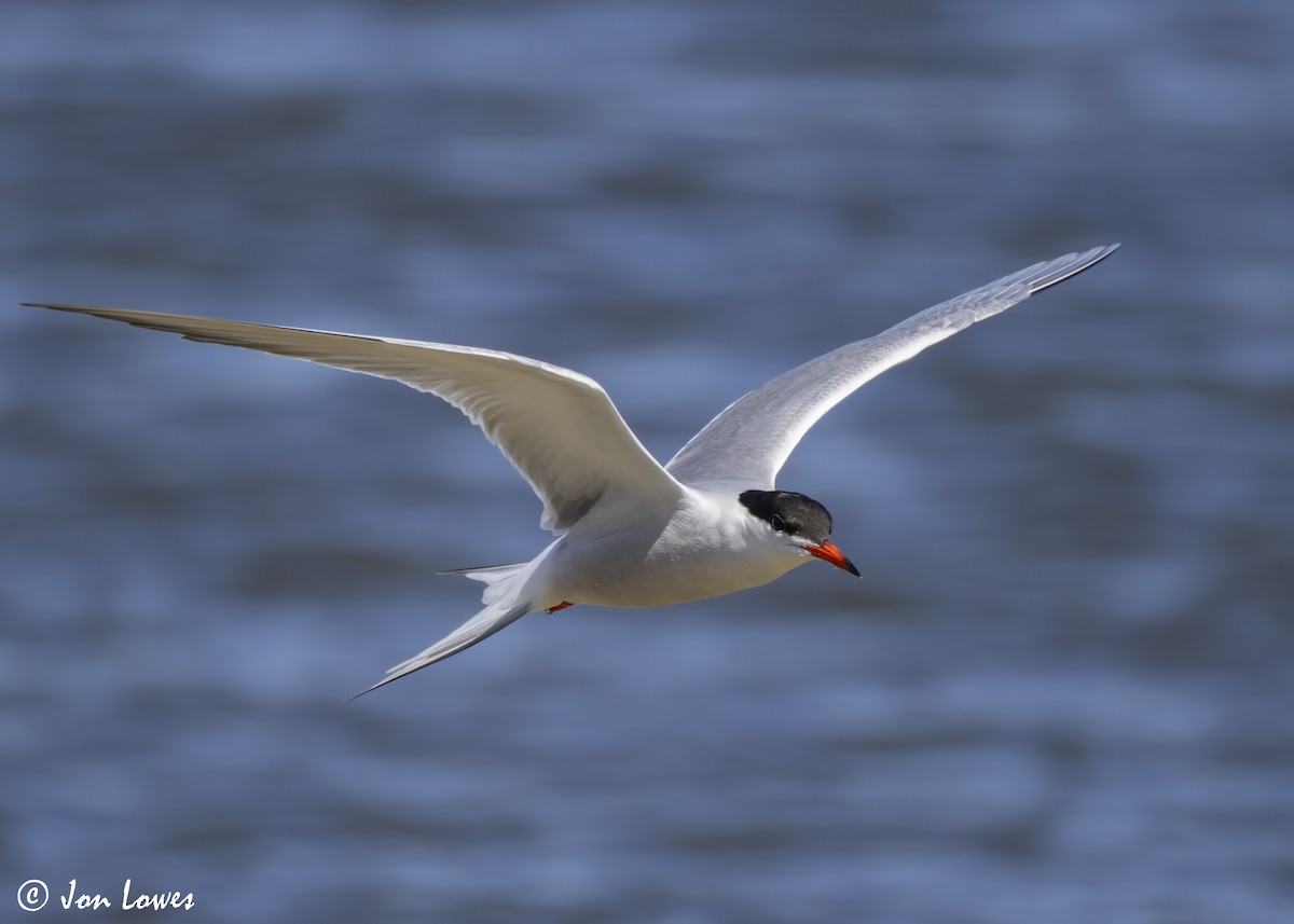 Common Tern (hirundo/tibetana) - ML624650021