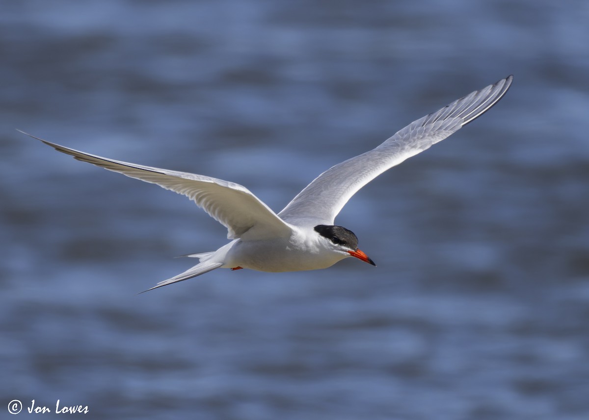 Common Tern (hirundo/tibetana) - ML624650022