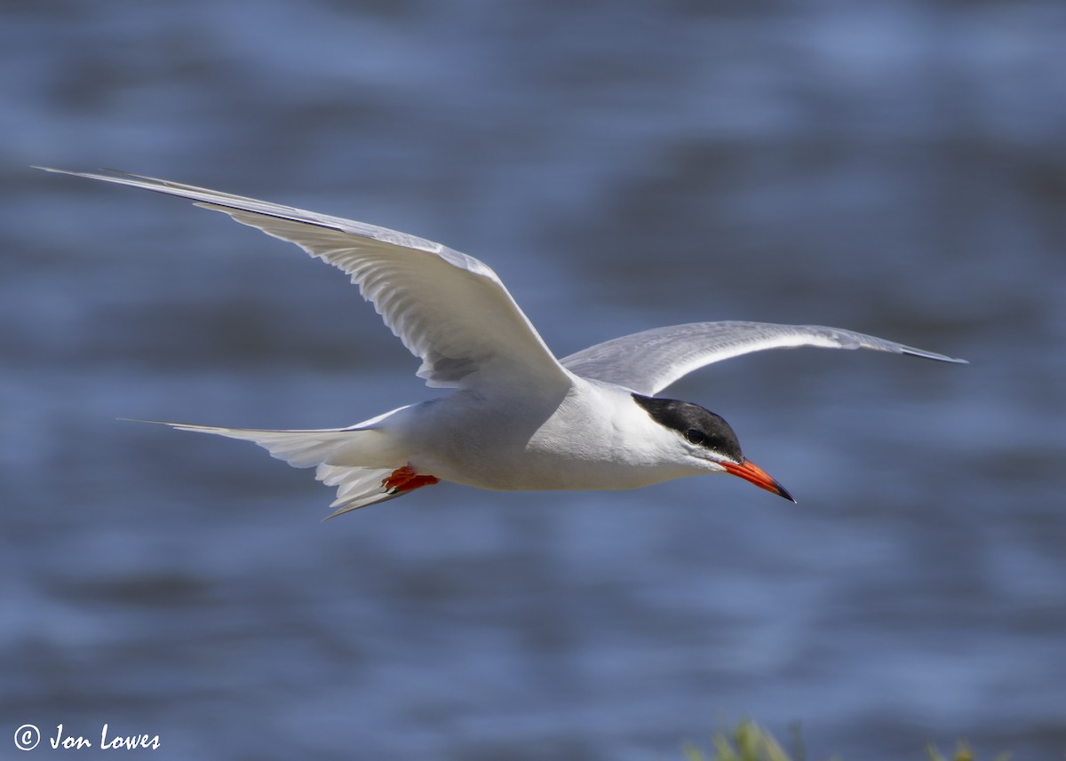 Common Tern (hirundo/tibetana) - ML624650023