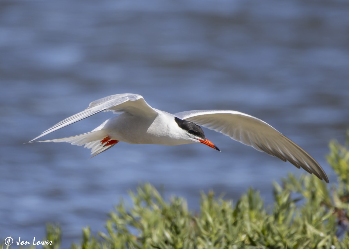 Common Tern (hirundo/tibetana) - ML624650024