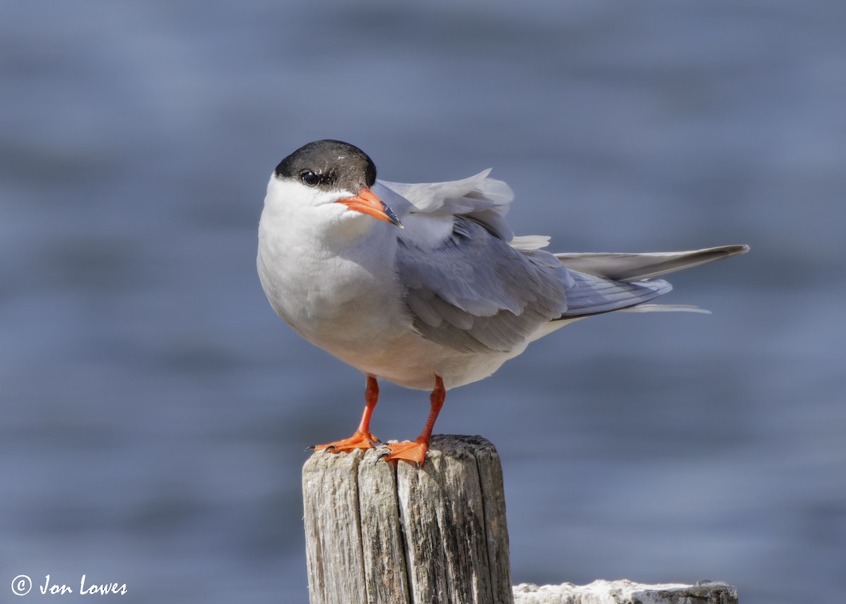 Common Tern (hirundo/tibetana) - ML624650035