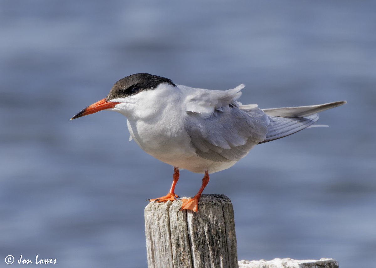 Common Tern (hirundo/tibetana) - ML624650036