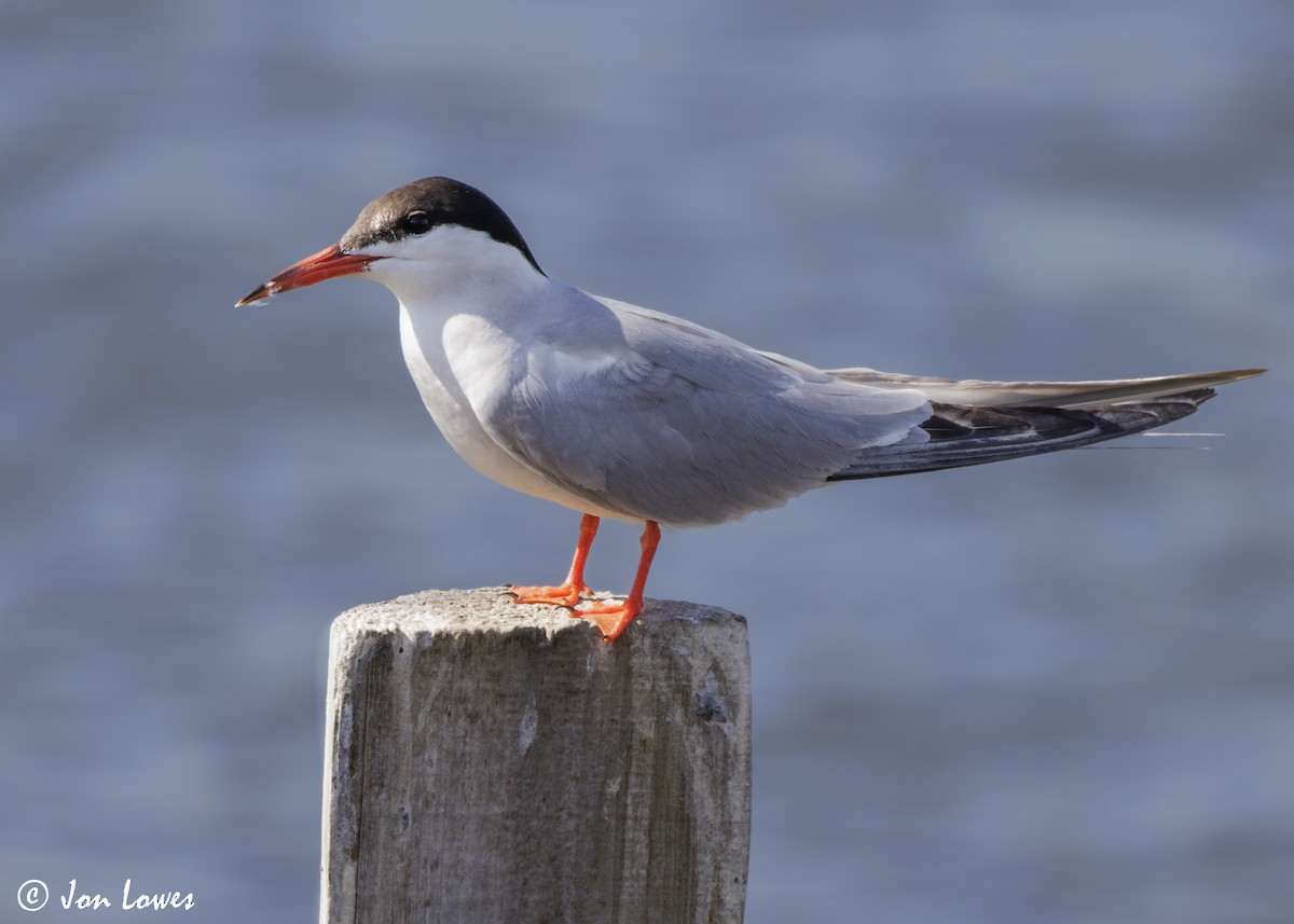 Common Tern (hirundo/tibetana) - ML624650037