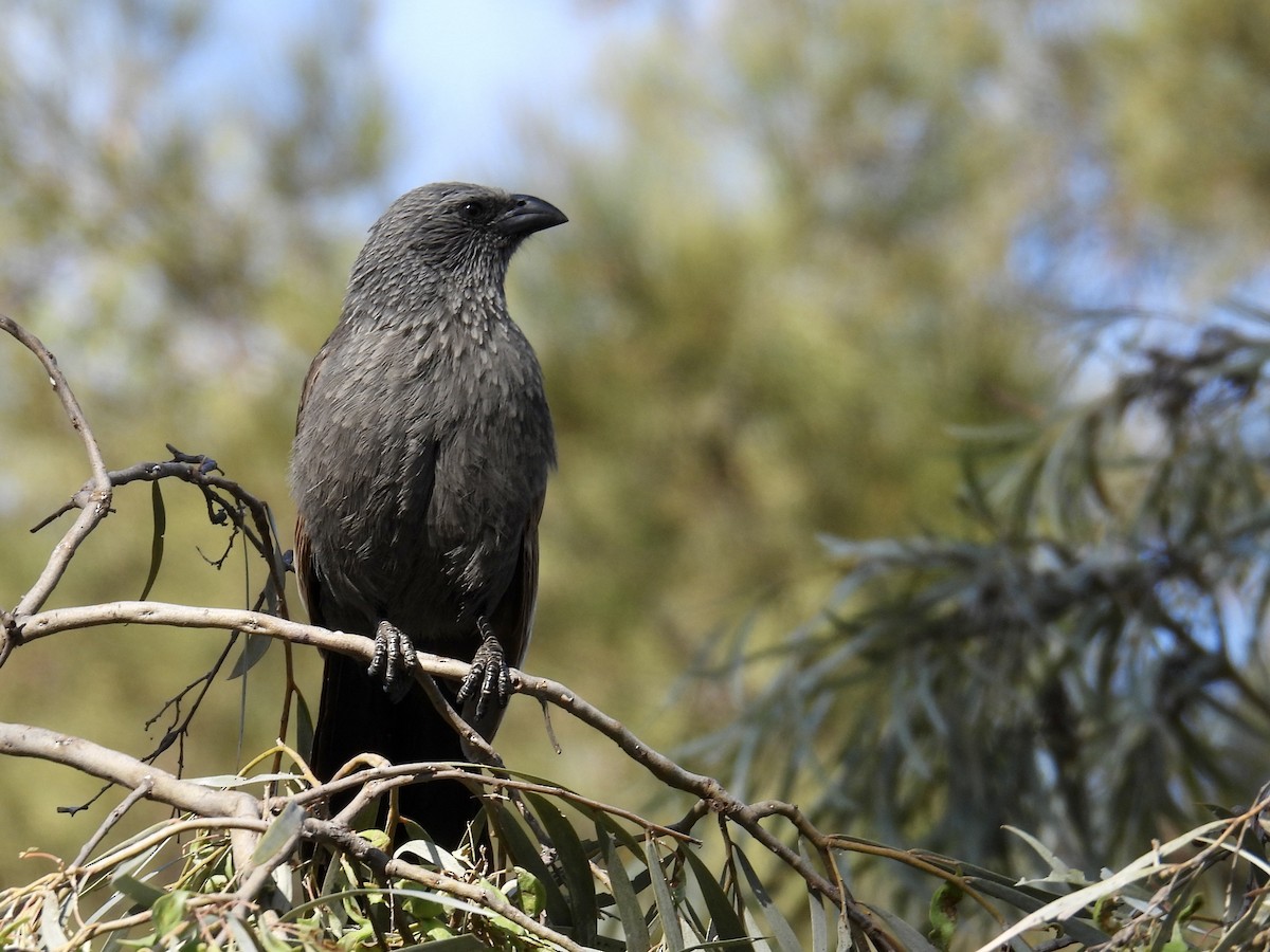 Apostlebird - ML624650167