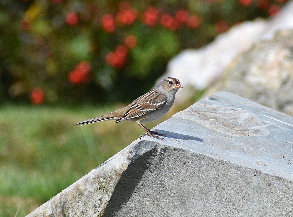 White-crowned Sparrow - ML624650355